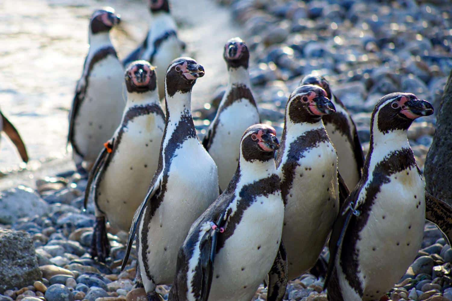 Exclusive Penguin Experience at Marwell Zoo with Humboldt Penguins feeding