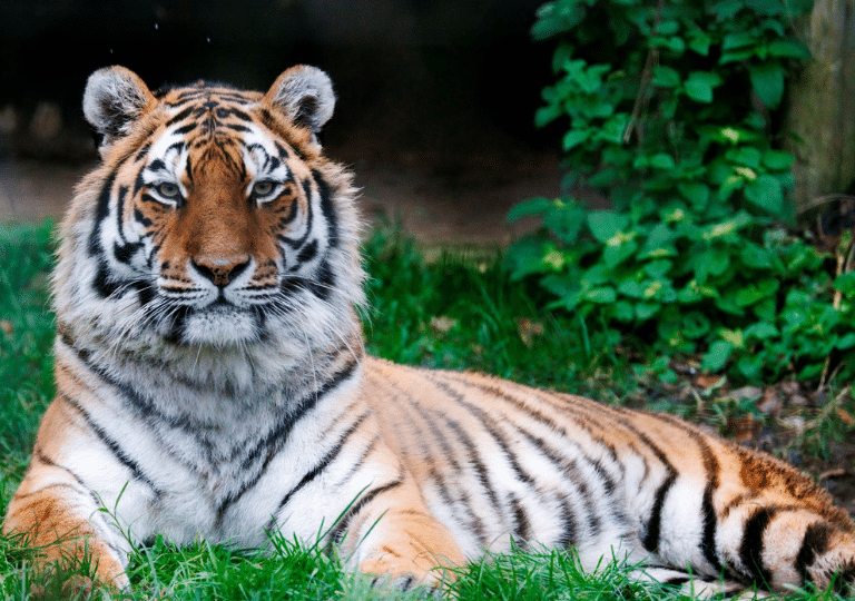 Visit the incredible Amur Tiger on your family day out in Hampshire at Marwell Zoo