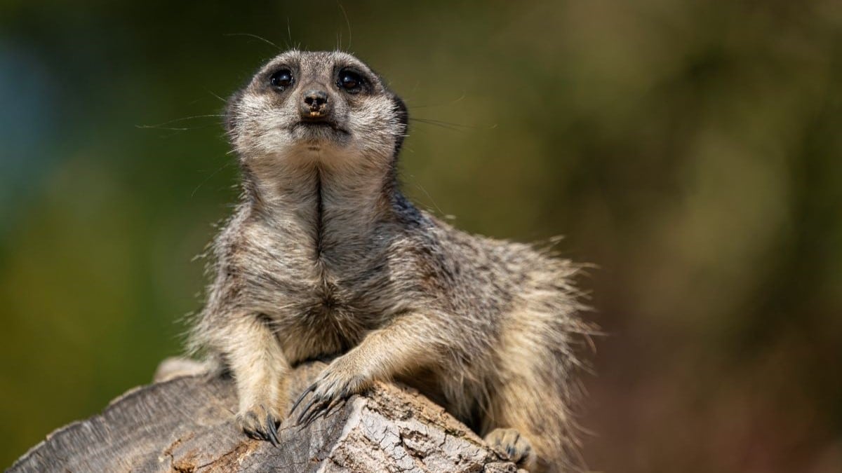Meerkat keeping watch on a log at Marwell Zoo August 2024