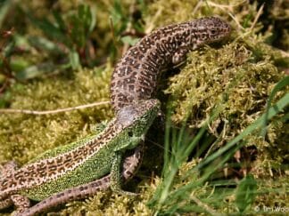 A male and female sand lizard. Credit Tim Woodfine