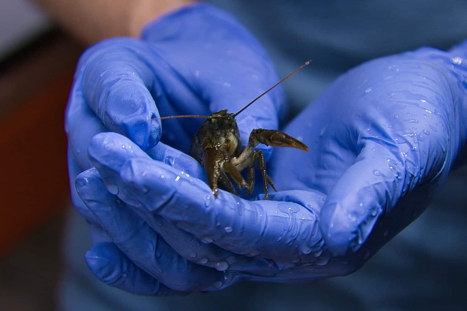 A white-clawed crayfish, Austropotamobius pallipes, being held by someone with blue gloves